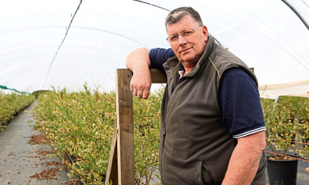 Allen Innes in one of the polytunnels at East Seaton Farm at Arbroath.