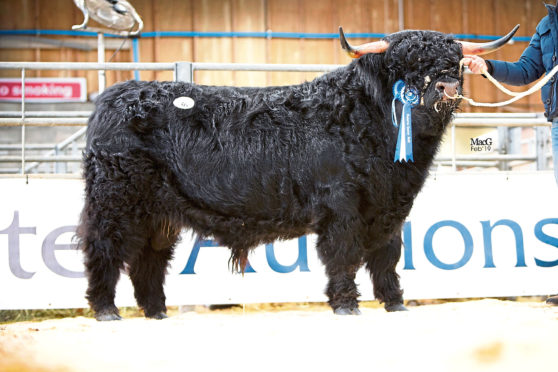 Muran Erchie of Ardbhan sold for 11,000gn at the Highland Cattle Society show and sale in Oban.