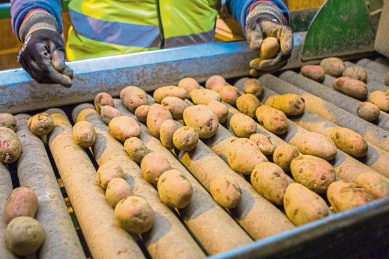 GROWTH: Scotland’s seed potato exporters are looking to connect with buyers from around the world in Berlin.