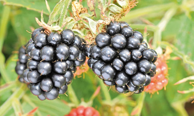 A picture of Blackberries from the James Hutton Institute.