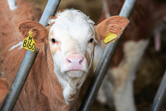 Prime beef production is likely to decline as 2019 progresses, says a recent survey.
