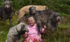 Fran Barnbrook with Tink (over her shoulder) and some of her other Wolfhounds.