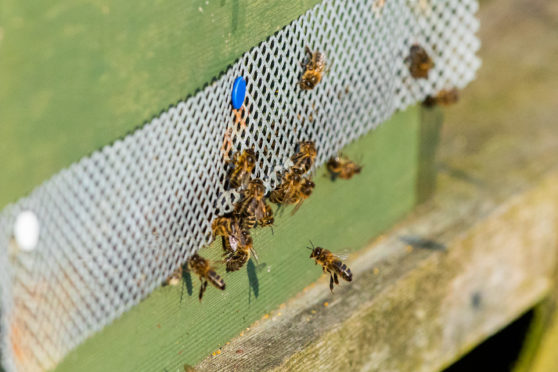 Bees belonging to Enid Brown of Fife Beekeepers Association.