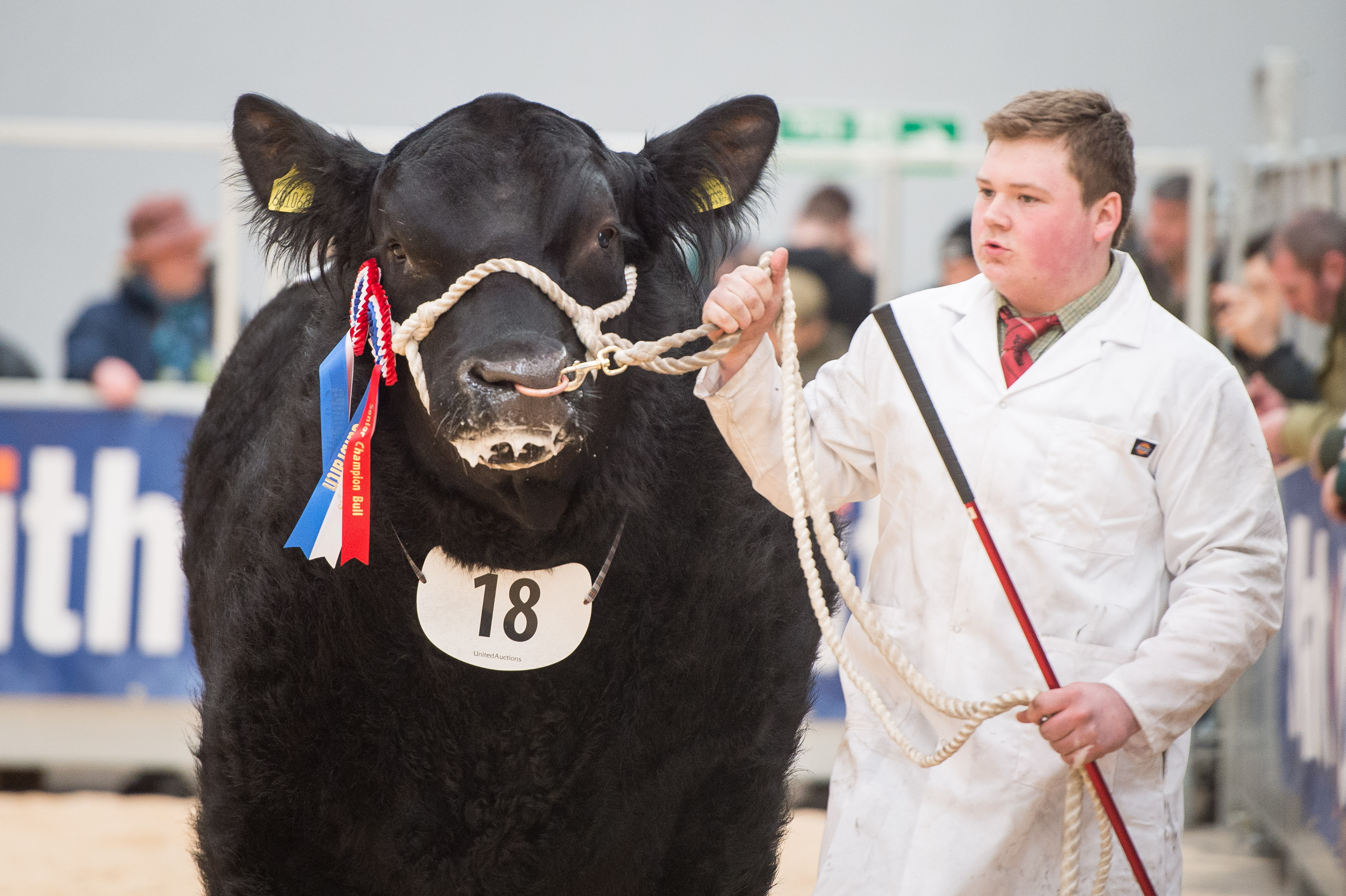 Ian Lockhead Anderson of Glassel Farms with the Aberdeen-Angus supreme champion at Stirling Bull Sales.