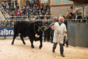 The 25,000gns top price Aberdeen-Angus angus bull, Linton Gilbertines Elgin, in the sale ring.