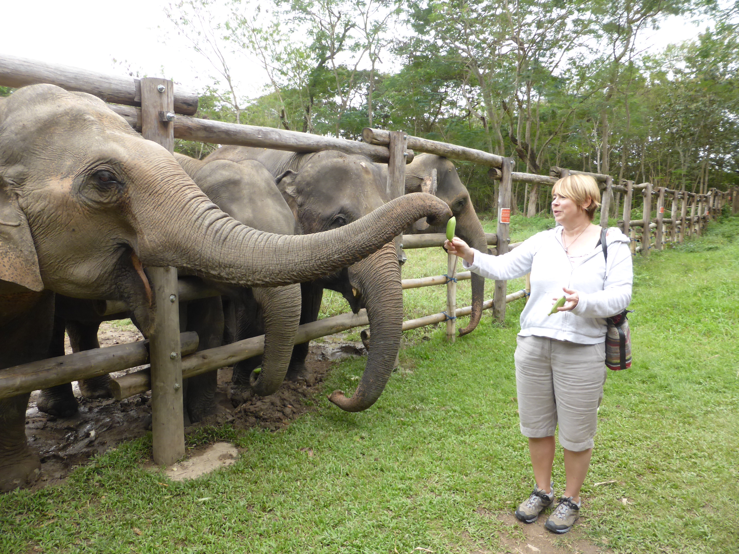 McGrouther feeding the elephants at Elephant Valley Thailand sanctuary.