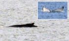 Images of the whale in the Forth.