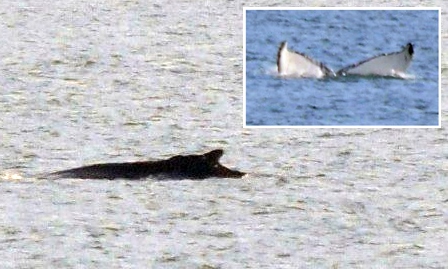 Images of the whale in the Forth.