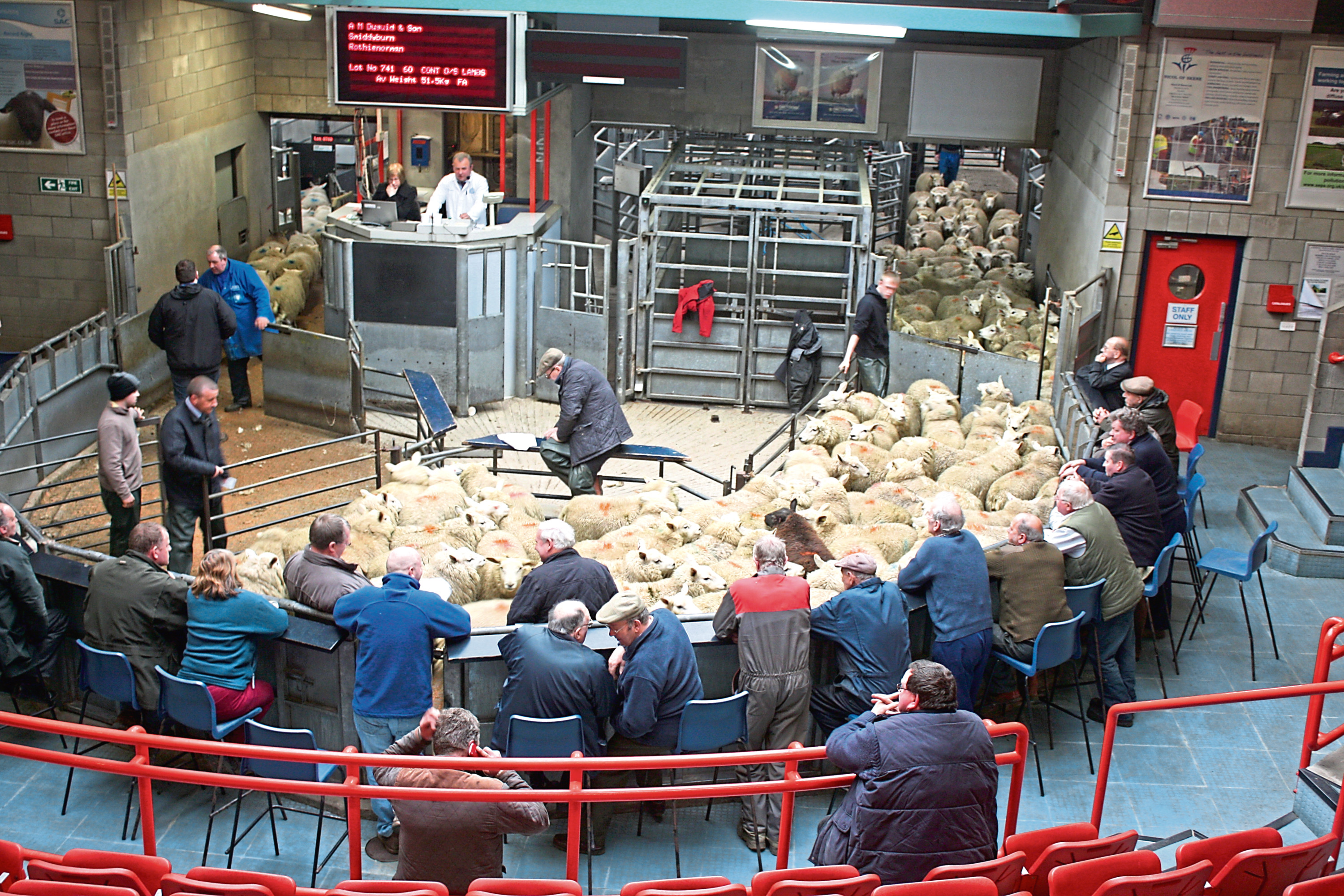Prime lambs in the sale ring
