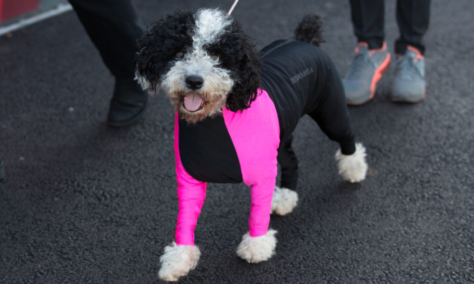 A dog in a pink neon coat arrives for the first day of the Crufts Dog Show.