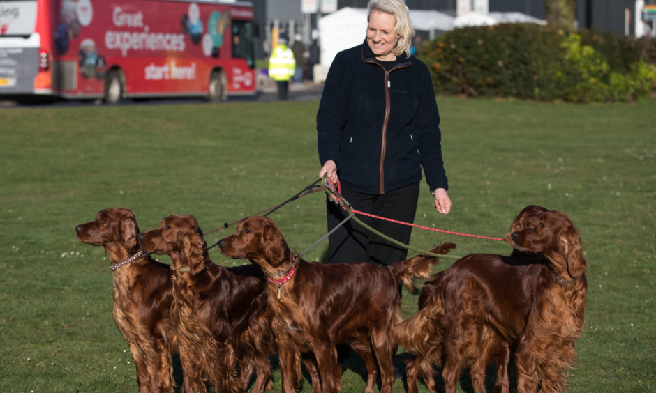 A lady stands for a picture with five Irish Red Setters.