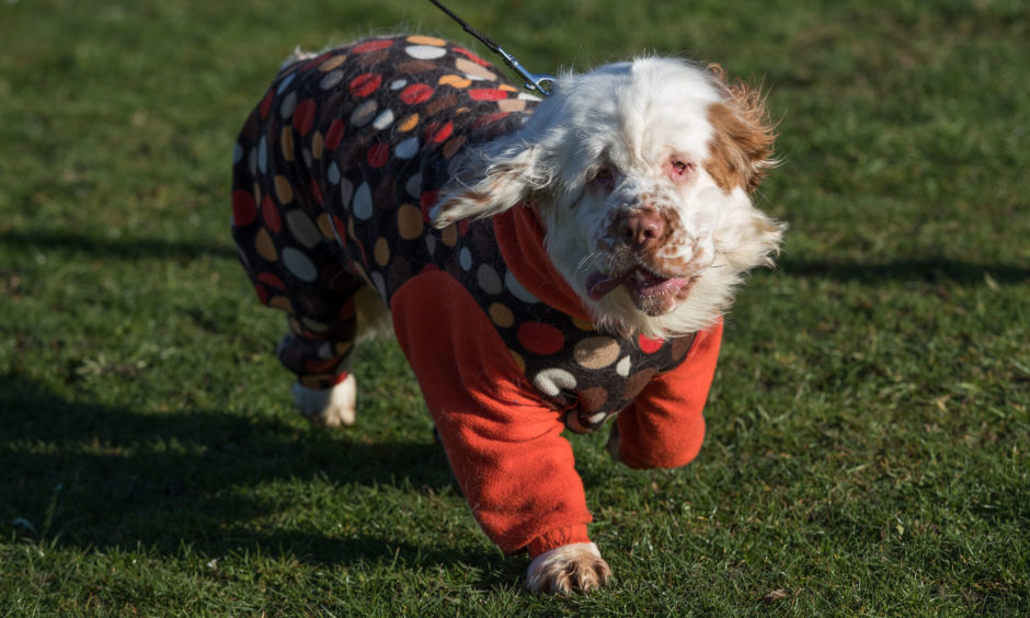 Here comes the clumber spaniel.