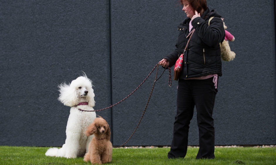 A lady arrives with a Poodle and Toy Poodle.