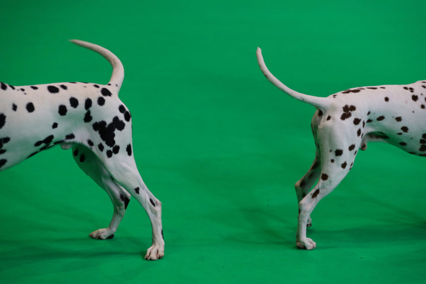 Dalmatian at the Birmingham National Exhibition Centre (NEC) for the fourth day of the Crufts Dog Show..