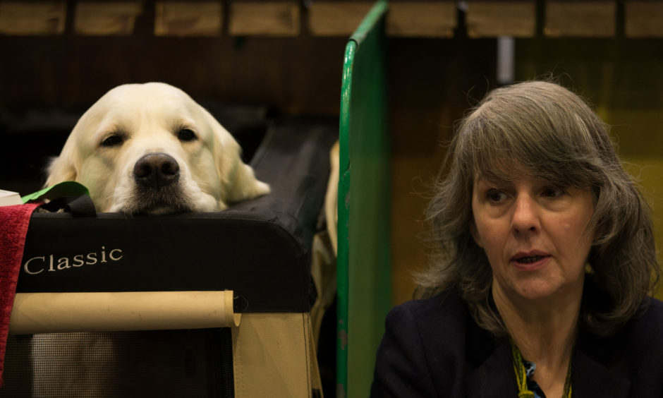A labrador at the on the first day of the Crufts Dog Show 2019.