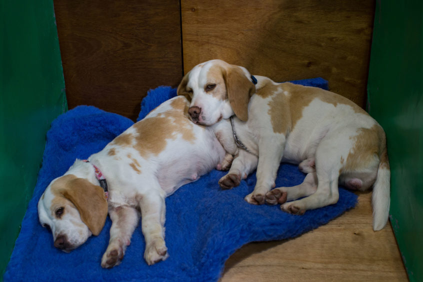 Two Beagles take a break at the Birmingham National Exhibition Centre (NEC) for the Crufts Dog Show.