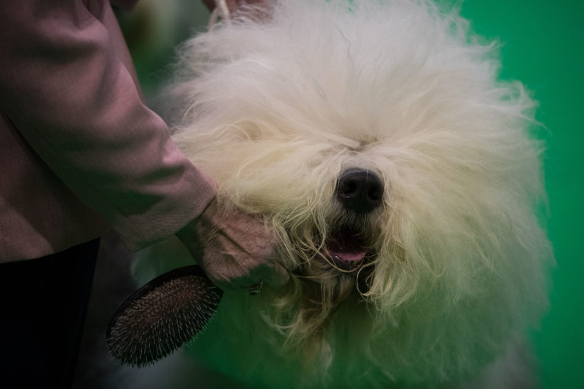 An Old English Sheep dog at the Birmingham National Exhibition Centre (NEC) for the  Crufts Dog Show.