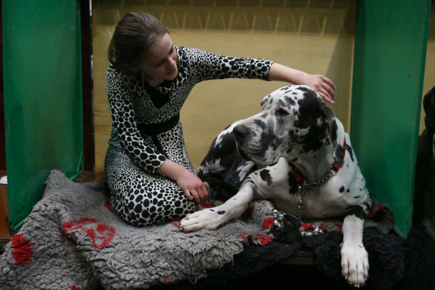 Claudia Kelleway with her dog Ruby a Harlequin Great Dane at the Birmingham National Exhibition Centre (NEC) for the  Crufts Dog Show.