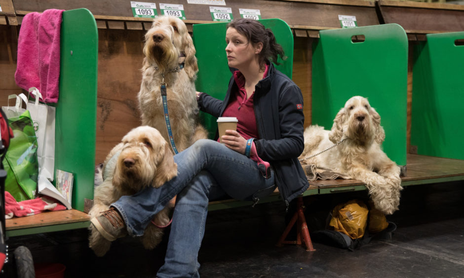 Three Spinone Italiano sit with their owner.