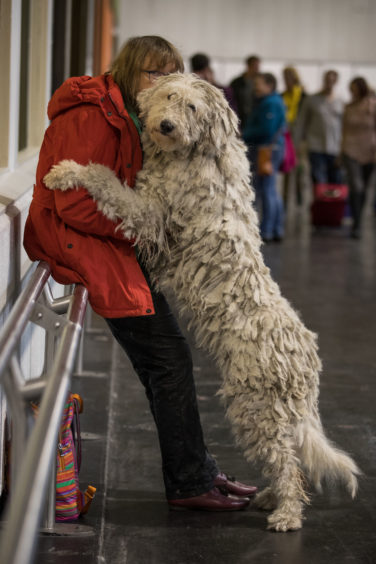 A Komondor hugs its owner at the Birmingham National Exhibition Centre the Crufts Dog Show.