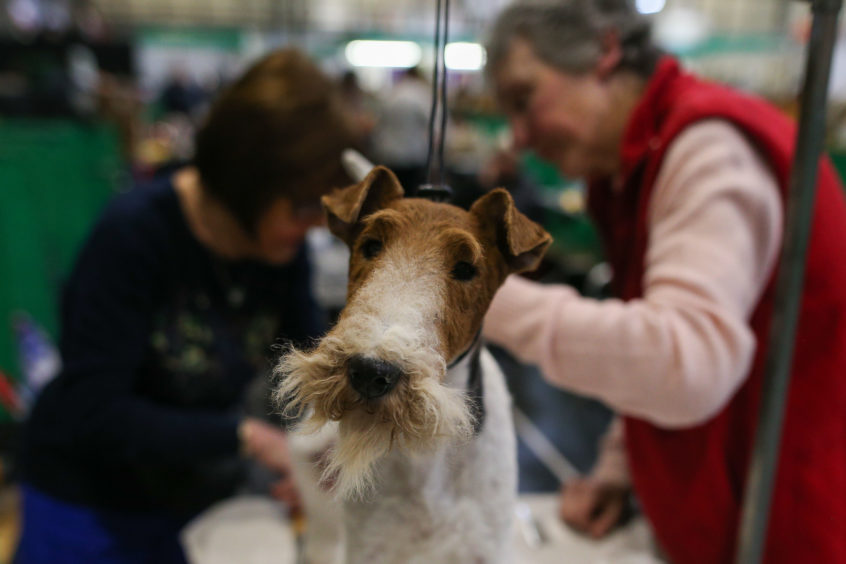 A Wired Haired Fox Terrier at the Birmingham National Exhibition Centre (NEC) for the Crufts Dog Show.