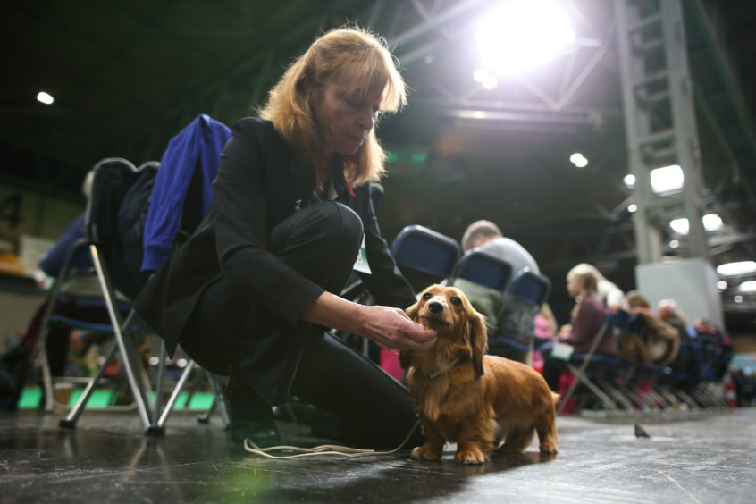 A Long Haired Dachshund at the Birmingham National Exhibition Centre (NEC) for the Crufts Dog Show.