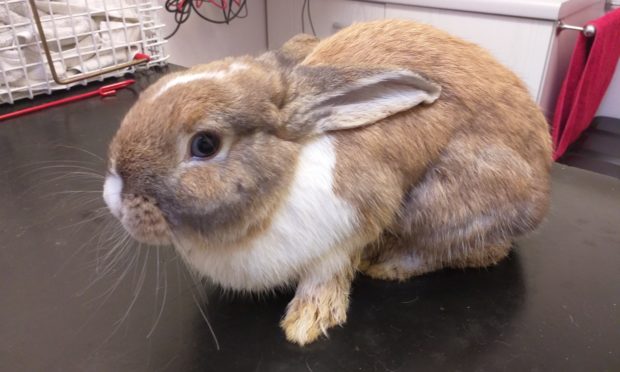 Emaciated rabbit Tony was dumped under a bridge in Dunfermline