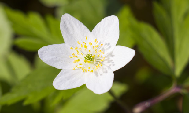 White spring forest flower Anemone nemorosa or wood anemone.