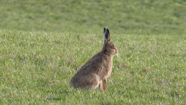 A brown hare.