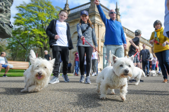 Last year's Westie Walk was such a success that it prompted a dog festival to be organised for this summer.