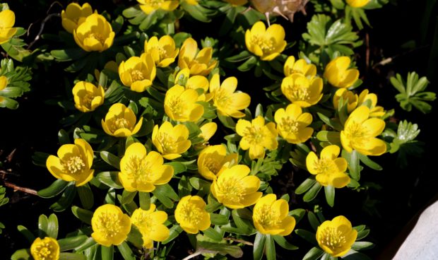 Drift of Aconites