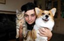 Corgi Dream with cat pal Spruce and 17-year-old Jason Logie