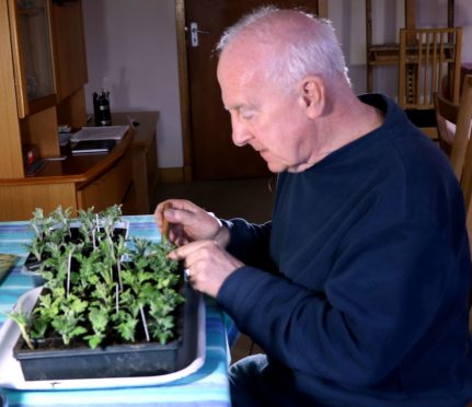 John taking chrysanthemum cuttings