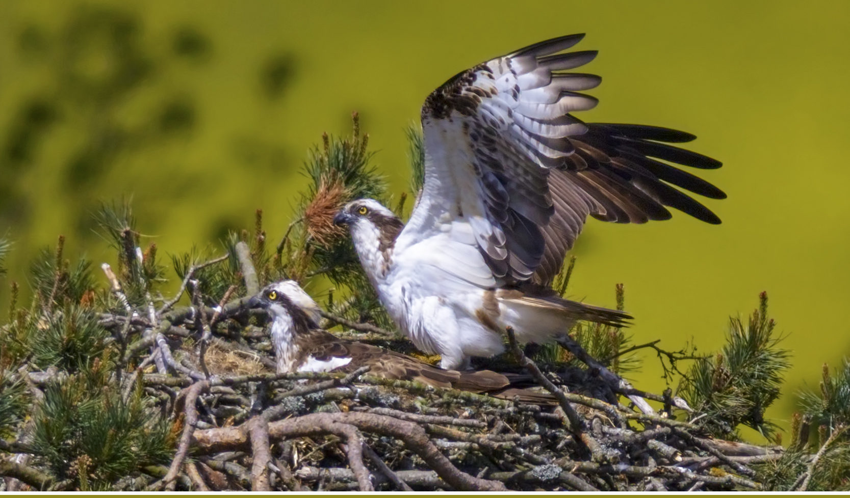 An osprey and chick at  SWT Balgavies Loch reserve, near Forfar. Picture: Darren Dawson