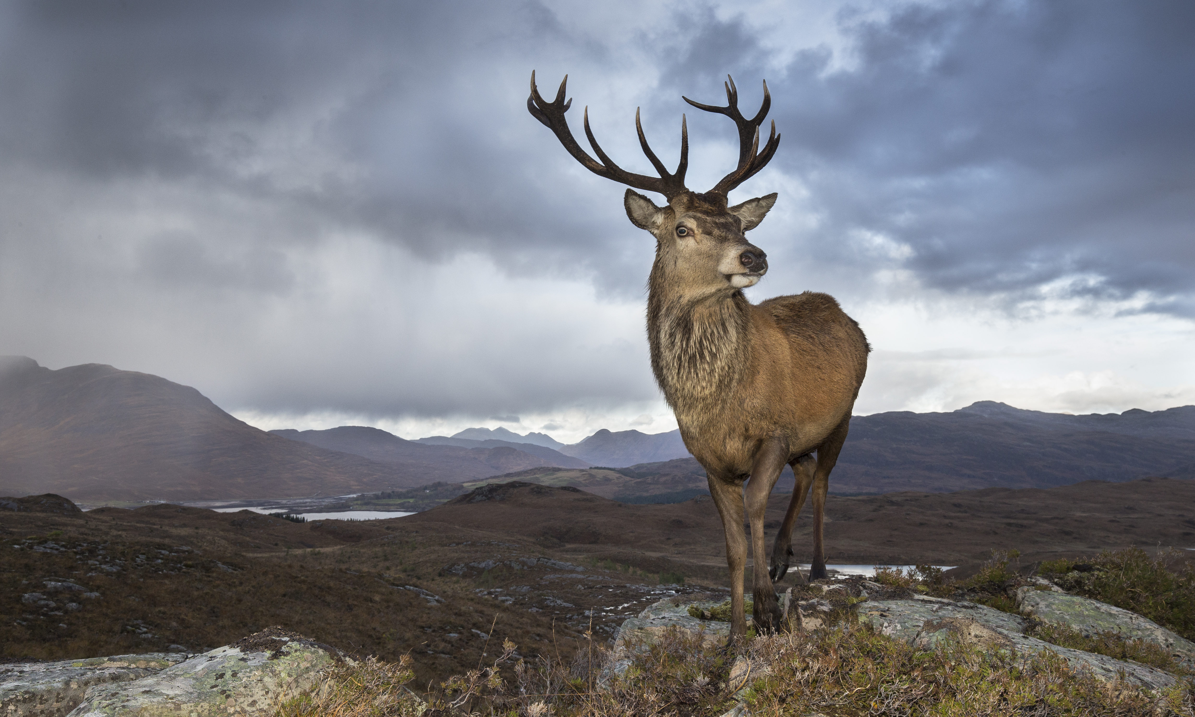 Red deer (Cervus elaphus) stag in west Highland landscape, Lochcarron, Wester Ross, Scotland @petercairns