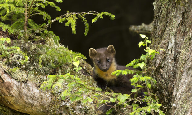 A pine martin.