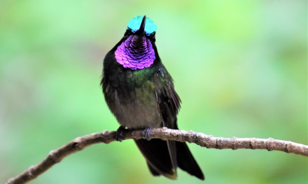 A purple-throated mountain gem.