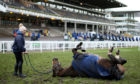 Racehorse Anibale Fly enjoys a roll on the ground during St Patrick's Thursday of the 2019 Cheltenham Festival at Cheltenham Racecourse.