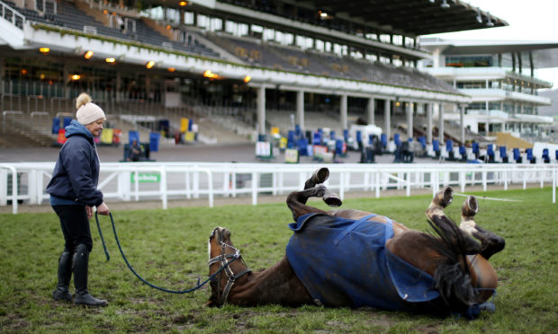 Racehorse Anibale Fly enjoys a roll on the ground during St Patrick's Thursday of the 2019 Cheltenham Festival at Cheltenham Racecourse.