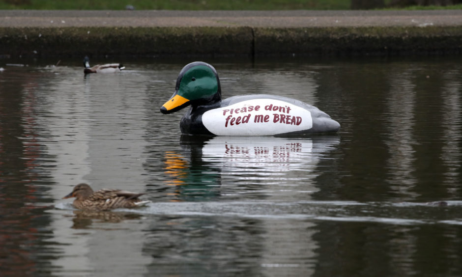 Giant plastic ducks have been placed in the pond in Queens Park, Glasgow, to deter people from feeding the ducks bread.