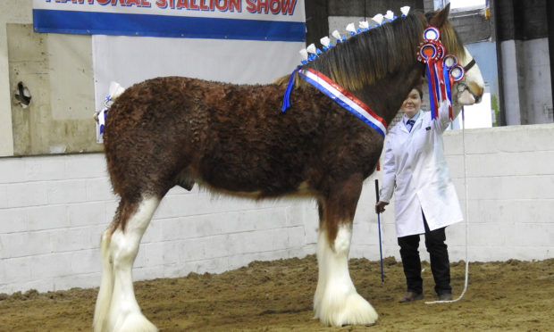 Supreme champion Clydesdale Doura Magic Touch from Charlotte Young of Hall, Ayr.