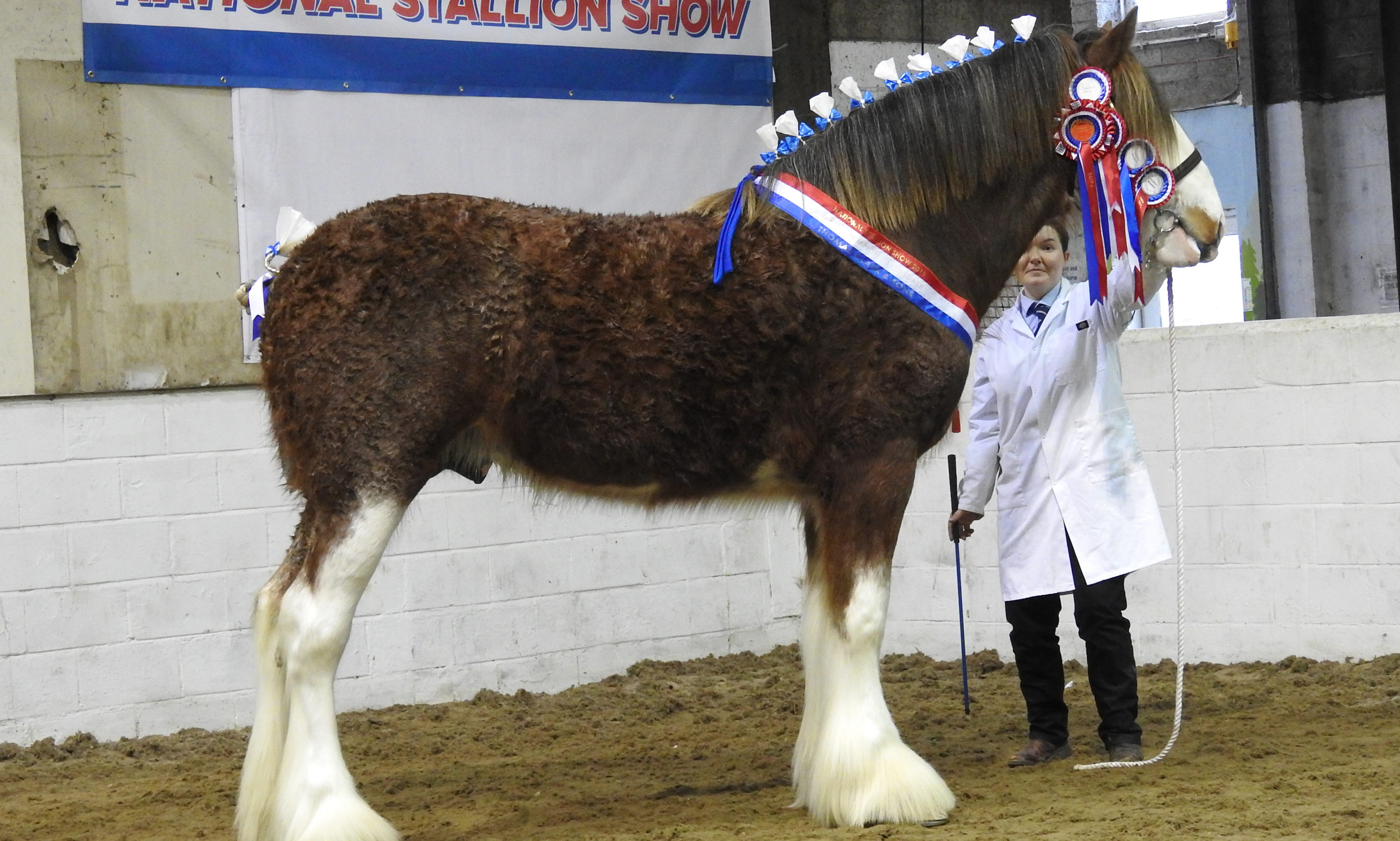 Supreme champion Clydesdale Doura Magic Touch from Charlotte Young of Hall, Ayr.