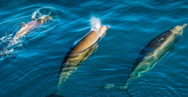 whales were found to react to sonar