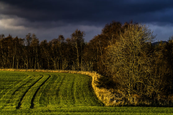 Rural Economy Secretary Fergus Ewing hopes the new document will help in the drive to expand  woodland in Scotland.