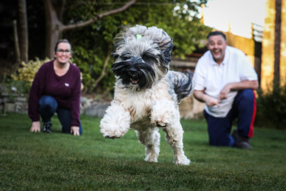 Michelle Bond and Murray Simpson are over-joyed to have Betty the Tibetan Terrier back