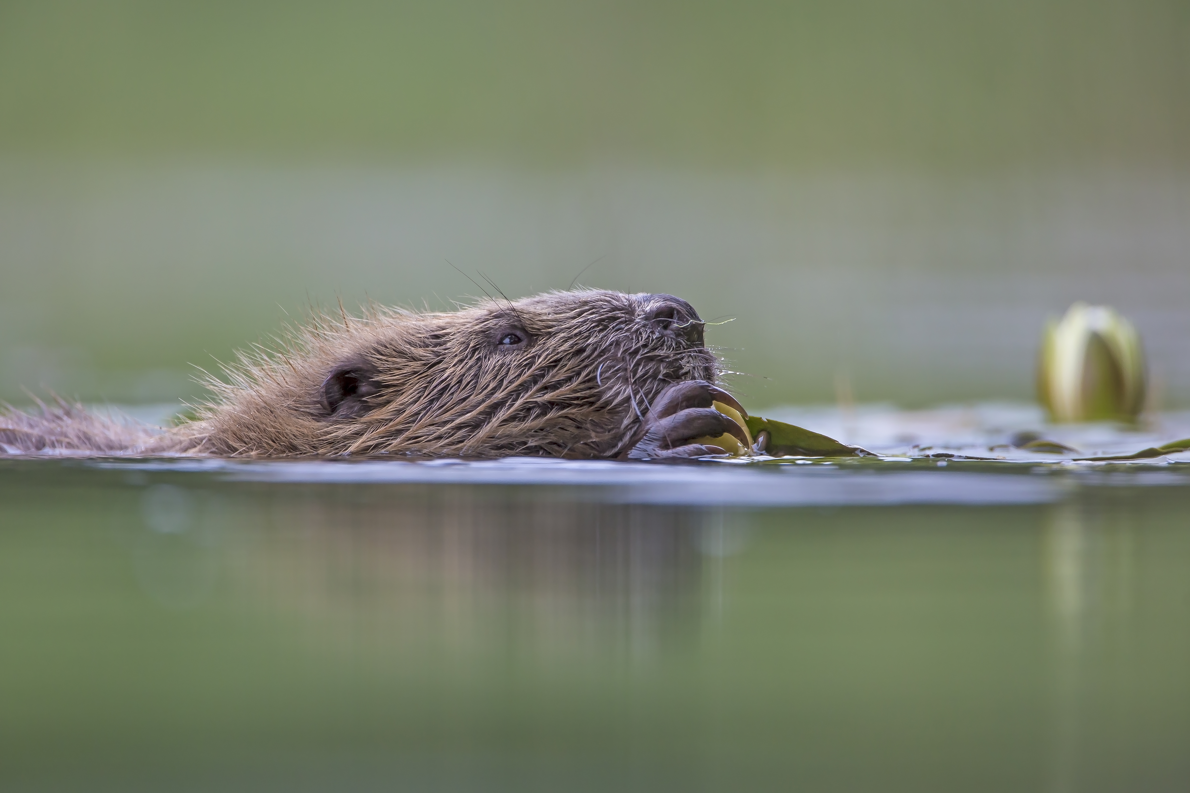 European Beaver (Castor fiber) beaver eating lilly roots @PeterCairns