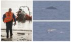 The humpback whale has been at the centre of a rescue effort.