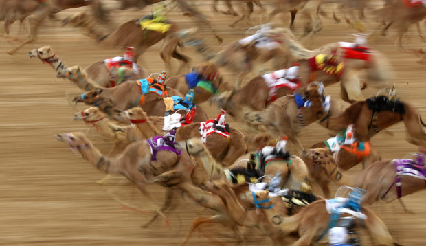 The festival promotes the traditional sport of camel racing within the region.