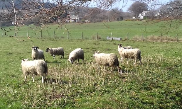 The lost flock spotted at Rumbling Bridge, Kinross-shire