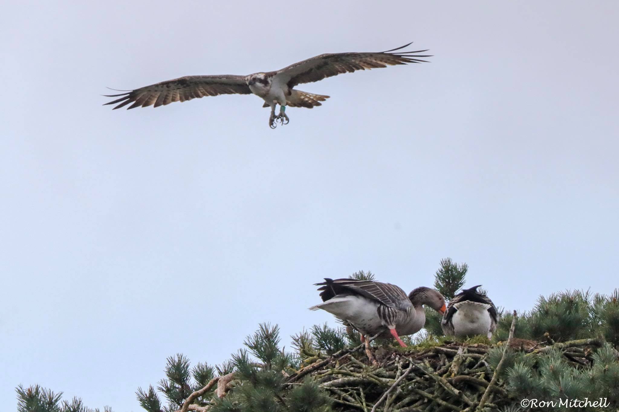 The Angus ospreys found geese getting in the way of a happy Balgavies homecoming
